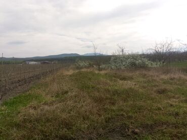 Kirayə torpaq sahələri: Kənd təsərrüfatı — 27