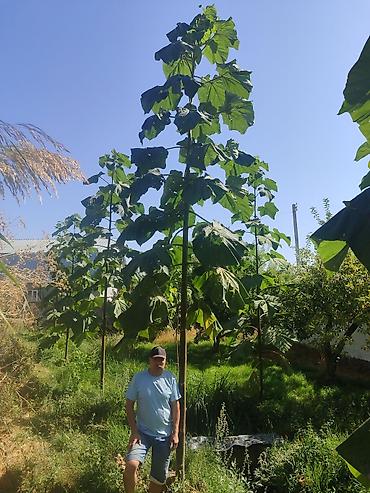 Другие виды семян и саженцев: ПАВЛОВНИЯ КОЧОТТОРУ САТЫЛАТ СОРТТОРУ: -ФТЭ - ШАНГТОНГ - ПАОТОНГ Z 07 — 12