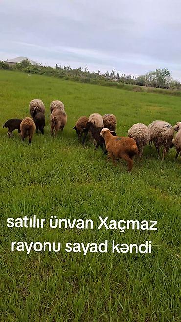 inək necə aya doğur: 3 ana bala. 2 tək qoyun. 2 böyük quzu. 2 balaca quzu .ümumi 9 — 1