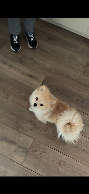 İtlər: Şpitz, 10 ay, Erkək, Peyvəndli, Ünvandan götürmə — 6