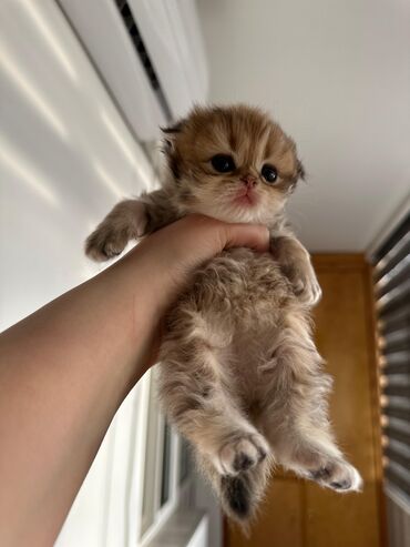 Pişiklər: Şotland, Dişi, Yaxşı əllərə, Ünvandan götürmə, Pulsuz çatdırılma, Ödənişli çatdırılma — 5