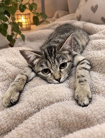 Продажа кошек: Домашняя Кошечка, тигровый табби. Описание: - Окрас: серо-коричневый — 2