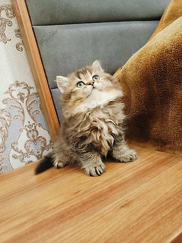 Pişiklər: Britan — 3