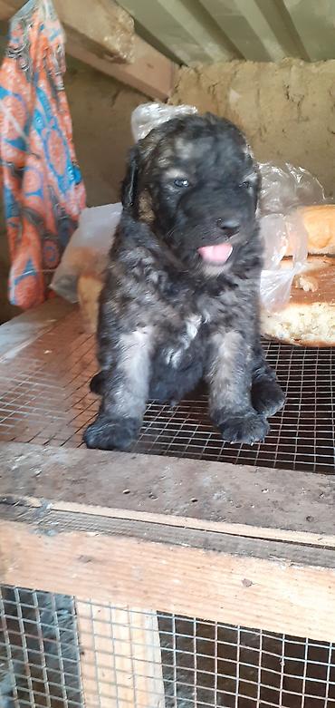 İtlər: Alman çoban iti, 1 ay — 9