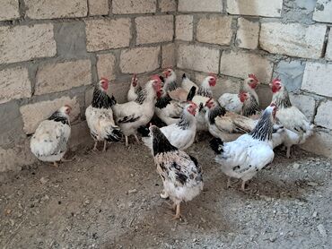 sort toyuqlar: Toyuq, Yumurtalıq, Ünvandan götürmə