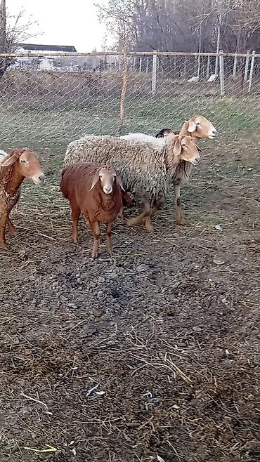 Баран, овца: Продаю | Баран (самец) | Арашан — 9