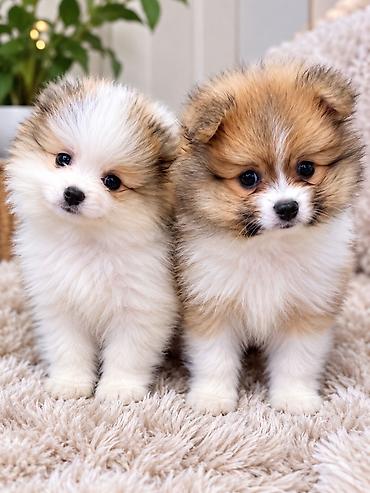 böyüməyən it cinsləri: Pomeranian Spitz balaları – iki ədəd, eyni bala yuvasından — 1