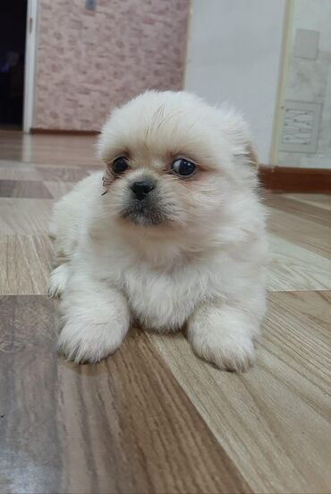 pitbull balasi qiymeti: Pekines, 2 ay, Dişi