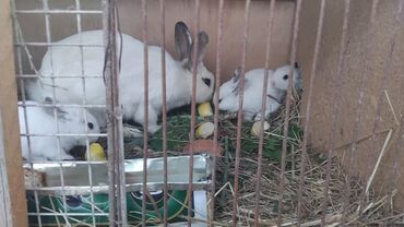 приют для животных в баку адрес: 1 Aylıq bala dovşanlar satılır. Daha böyüklərdə var. Əlaqə üçün yalnız
