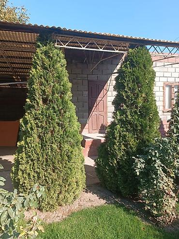 туя сорт смарагд: Голубая ель для ландшафтного оформления участка. На фото — крупное — 8