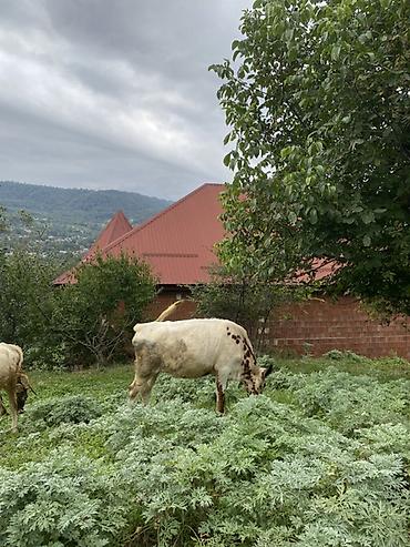 Mal-qara: Dişi, il: 7, 65 kq, Südlük — 2