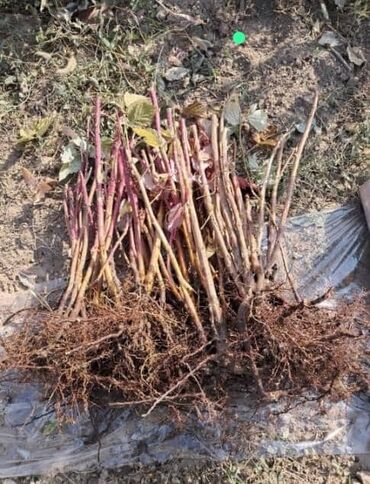 сирень купить бишкек: Малина кочот месный