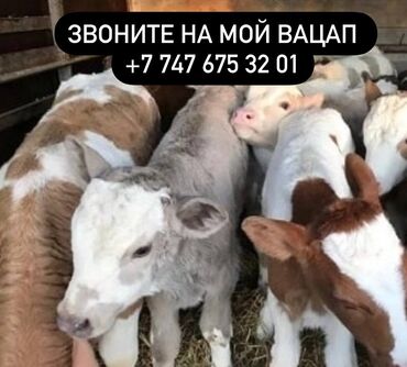 продаю дойная корова: Продаю | Корова (самка), Бык (самец), Тёлка | Полукровка, Ангус, Герефорд | На откорм, На забой, Для разведения | Племенные, Осеменитель, Стельные