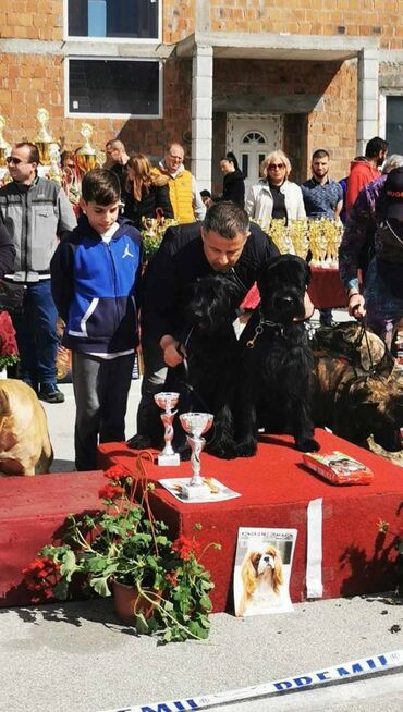 Psi: Veliki Crni Snaucer štenci vrhunskog izlozbenog porekla na prodaju — 7