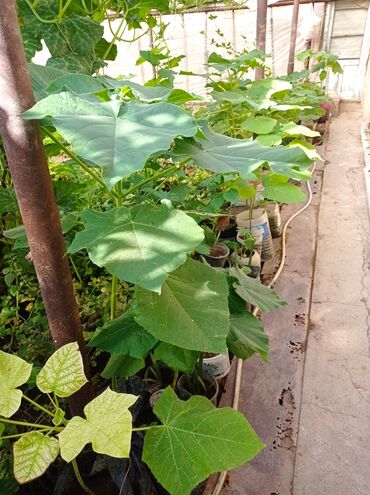 Ağaclar: Pavloniya (Adəm agaclar)satılır .her ölçüdə ağaclar var 5 manatdan 25 -da lalafo.az — 14 Ağaclar: Pavloniya (Adəm agaclar)satılır .her ölçüdə ağaclar var 5 manatdan 25 — 14