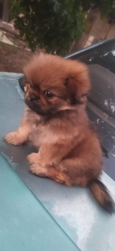 İtlər: Pekines — 1