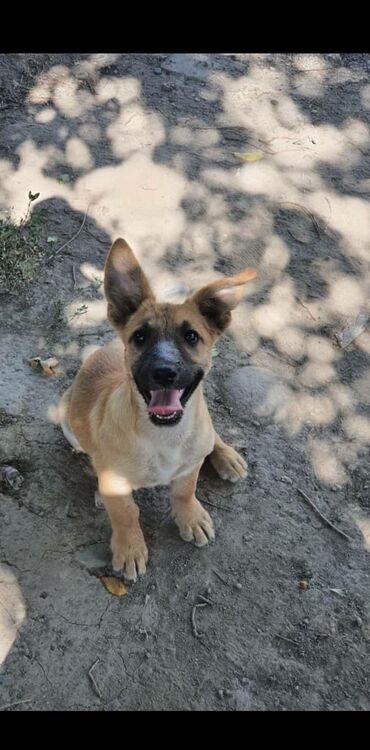 ратвейлер собака: Щенок ищет дом, девочка, 2 месяца, очень дружелюбна со своими и резка