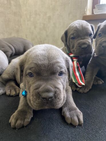 İtlər: Kane-Korso, 2 ay, Erkek, Sənədli, Pulsuz çatdırılma, Ödənişli çatdırılma — 26