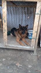 coban iti sekilleri: Alman çoban iti, 2 ay, Erkek, Peyvəndli