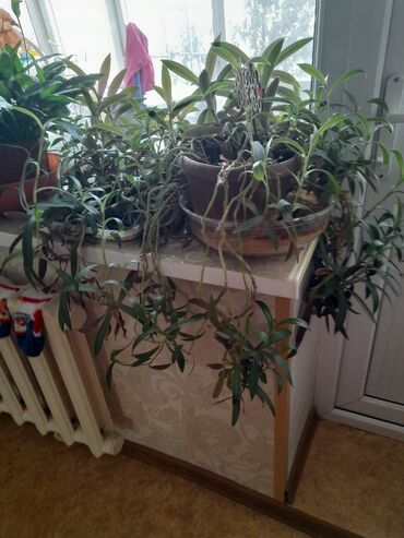 декоративные комнатные растения: Башка бөлмө өсүмдүктөрү
