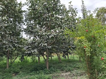 Bağ evlərinin satışı: Yerləşir:Göyçay rayonu Ərəb bələdiyyəsinin yanı trasın qrağı.25 sot -da lalafo.az — 18 Bağ evlərinin satışı: Yerləşir:Göyçay rayonu Ərəb bələdiyyəsinin yanı trasın qrağı.25 sot — 18