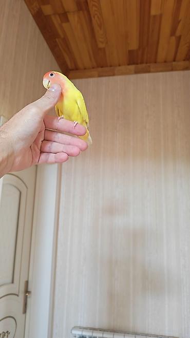quslar: Məhsul: Sevimli papuqay – Agapornis (Lovebird) növü, sarı gövdə və — 3