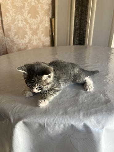 Животные: Кошка даром: Беспородная, 1 месяц, Мальчик, Приучена к лотку — 2
