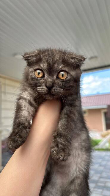 метис сибирской кошки: Продаю кошку 
Шотландская вислоухая