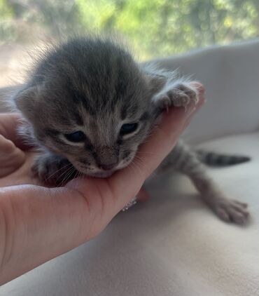 кошки в токмоке: Кошка даром: Беспородная, 1 месяц, Девочка, Приучена к лотку