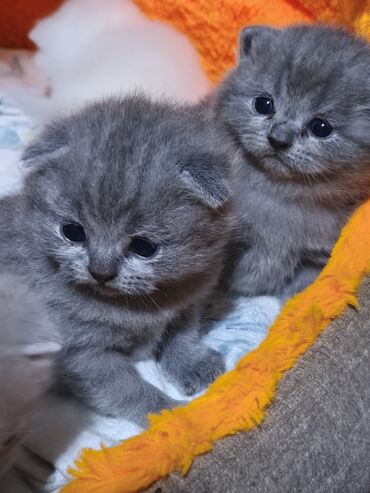 Pişiklər: Şotland yastı qulaq, Erkək, Dişi — 2