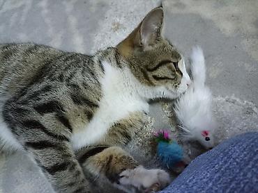 возьму щенка: Отдаём в добрые руки кошку. Ей один год, к лотку приучена. Кушает — 3