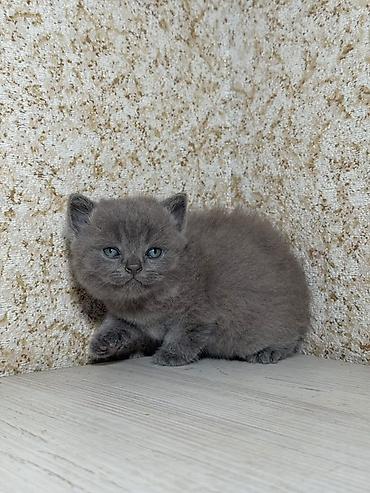 pişik satisi 2019: Britan, Erkək, Yaxşı əllərə, Ünvandan götürmə, Ödənişli çatdırılma, Rayonlara çatdırılma — 5