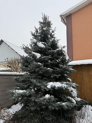 Декоративные деревья: Рассада деревьев: Ели — 3