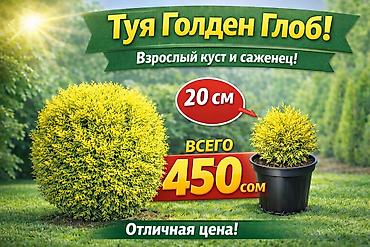 саженцы елки: Туи местные выращенные в Кыргызстане 100% приживаемость!!! Саженцы — 5