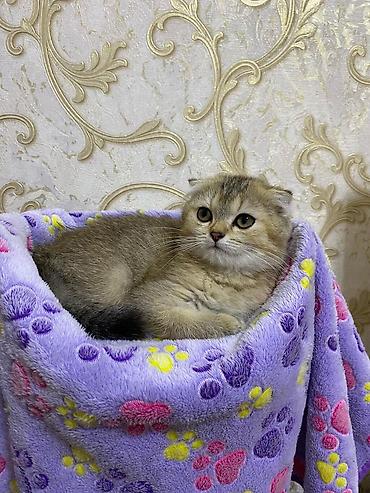 Pişiklər: Şotland — 6