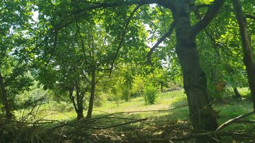 Torpaq sahələrinin satışı: Tikinti, Mülkiyyətçi, Kupça (Çıxarış) — 5