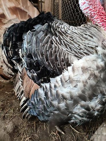 Hinduşkalar: Erkək, Damazlıq — 11