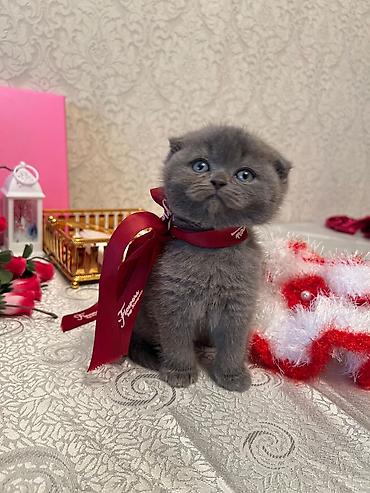 Pişiklər: Şotland — 11