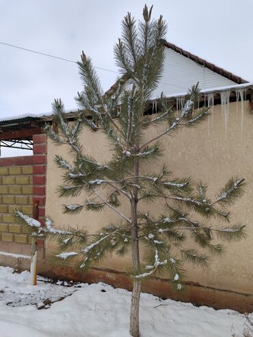 продам орех: Саженцы деревьев: Сосна, Самовывоз