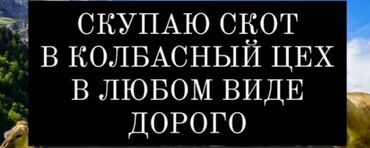 резюме смм специалиста: Колбасный цехке ортомчусуз кымбат бада уй жылкы бука кой алабыз