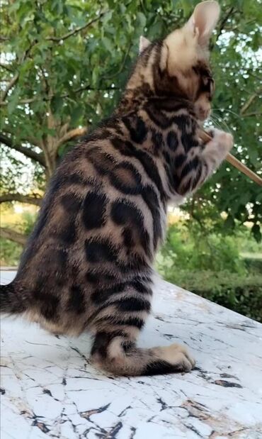 Mačke: Registrovana odgajivacnica MMaestro_bengal vam predstavlja dva — 4