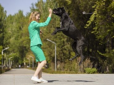 животные собаки: Вязка» КАНЕ КОРСО кандидат в чемпионы КР 2СAC,CACIB IKU KENNEL