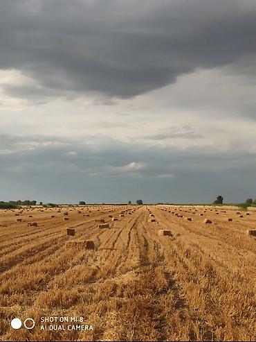 🌾 Срочно! Продам ячменную солому (Арпа) на поле Продается ячменная