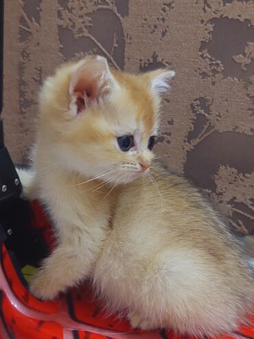 Pişiklər: Qızıl şinşilla, Erkək, Dişi, Yaxşı əllərə, Ünvandan götürmə -da lalafo.az — 24 Pişiklər: Qızıl şinşilla, Erkək, Dişi, Yaxşı əllərə, Ünvandan götürmə — 24