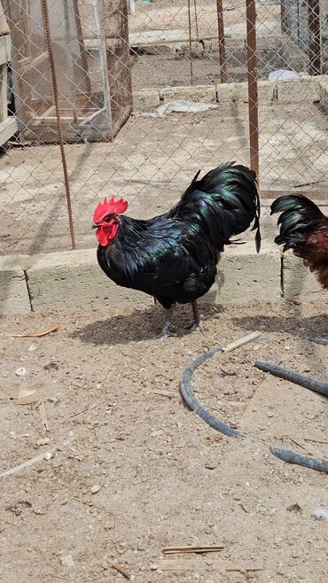 Xoruzlar: Tek 100 ayam zemani cut 200m .qap — 35