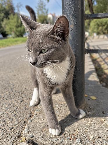 в добрые руки кошки: Кошка даром: Беспородная, Девочка — 2