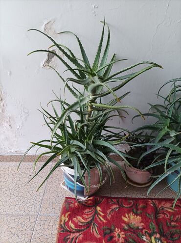 Digər otaq bitkiləri: Aloe Vera və digər guller