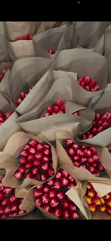 Букеты из живых цветов: 🌷 Тюльпаны оптом и в розницу!🌷 Свежие, хрустящие, плотные бутоны 🌿 at lalafo.kg — 7 Букеты из живых цветов: 🌷 Тюльпаны оптом и в розницу!🌷 Свежие, хрустящие, плотные бутоны 🌿 — 7