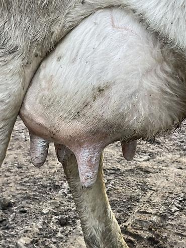 Коровы, быки: Продаю | Корова (самка) | Швицкая | Для молока — 18