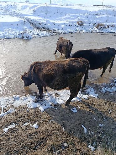 Коровы, быки: Продаю | Корова (самка) | Для молока — 13